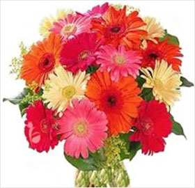Mixed Gerberas ; This Bunch of 10 gerberas in mixed colors represent the agility associated witty life. They sparkle up the surroundings where they go.